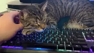 Ситуация изменилась — гермесик перелег: теперь лежит иначе  #cat #cutecat