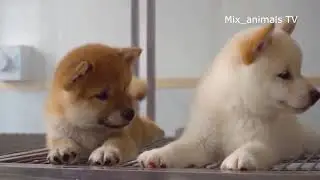 The best funny animals 2021