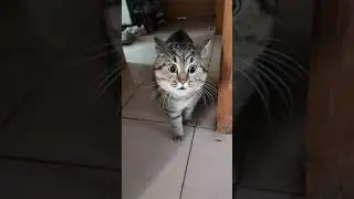 Говорящий кот