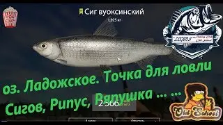 Russian Fishing 4. oz. Ladoga. Point for catching Sigov, Ripus, Ryapushka