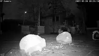Two hedgehogs!