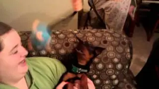 My Minpin isn't very bright