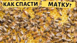 How to save a queen bee? | Mistakes of beginner beekeepers when replanting queens