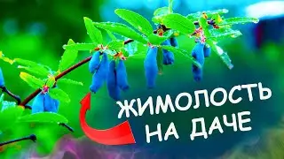 ДЕВЯТЬ советов как выращивать ЖИМОЛОСТЬ на даче. Жимолость посадка и уход, полезные свойства.