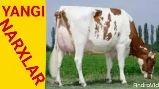 SAMARQAND TOYLOQ JUMABOZOR MOL BOZORI 1QISM- 29 03 2020-САМАРКАНД ТОЙЛОК ЖУМАБОЗОР МОЛ БОЗОРИ 1-КИСМ