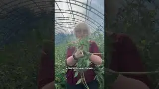 А вы знали??? #дачныесоветы #томатывтеплице #томаты
