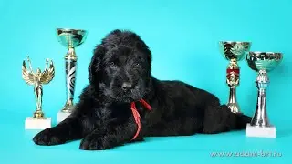 Щенки РЧТ занятия * Puppies BRT training