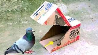 The Ultimate DIY Pigeon Trap Guide