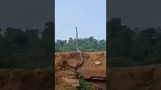 bediri tegak lihat apa yang di lihat ular itu. 🐍🐍🐍 #shortsviral