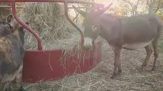 DONKEY WORKOUT CLASS: Exercising Our Minis