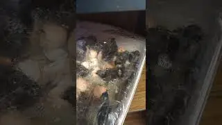 my ALASKAN NINJA CHICKs hatching
