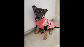 Stanislaus County Animal Shelter Puppies