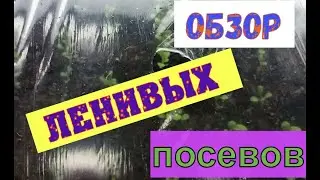 Снова сеем. Обзор посева петуний под стрейч-пленкой. Катарантус и мшанка.