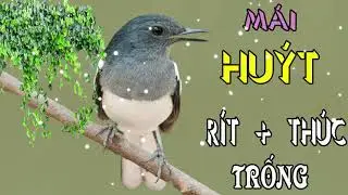 chòe than mái HUÝT KÈM THÚC TRỐNG.chòe than mái kích trống căng lửa.chim chích chòe than mái hót
