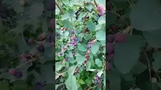 Ирга. Надо иметь в каждом саду#shorts#Богатый сад.