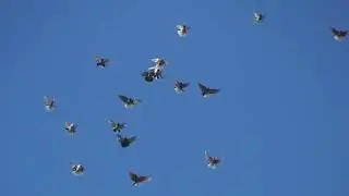 Полеты на Марганецком голубедроме  17 05 2022 г