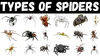 Types Of Spiders | Spider | Spiders For Kids #spider #education