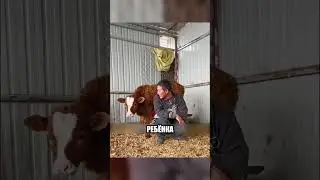 Он помнит КТО СПАС ЕМУ ЖИЗНЬ😭🔥🐄