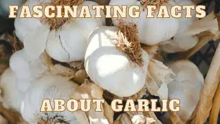 Fascinating Facts About Garlic