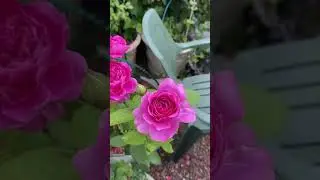 Аскот, Сурир де Переге, Зе Принц🧚🏻‍♀️🌹❤️🌹🧚🏻‍♀️