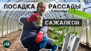 ПОСАДКА РАССАДЫ в теплицу быстро САЖАЛКОЙ