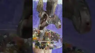 Гигантская тропическая бабочка 🦋