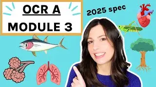 OCR A-Level Biology Module 3: Exchange Surfaces, Transport in Animals and Plants - Complete Guide