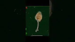 Tera=PRO  
