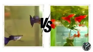 Conta pra mim qual dos dois padrões de cor você escolheria e porque?
