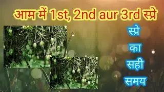 mango 1st, 2nd and 3rd spray || mango |mango farming || आम में 1,2,3 स्प्रे कब करे