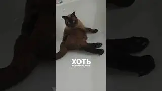 Сама грация 😼😻 #коты#смешныеживотные#funnyanimals#грация#красавчик#котобормот