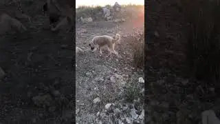 Su ve #kangal
