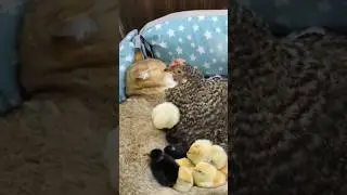 СЕМЕЙНЫЙ ВЕЧЕР) 