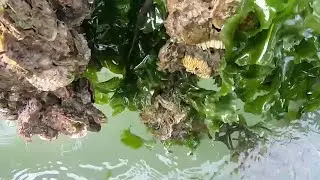 今天出海拿的货挺多，泰叔一个人得抓紧时间，留些来现煮真鲜美啊