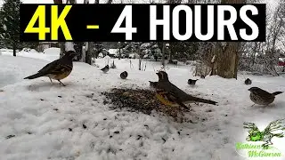 4-Hour Winter Bird Extravaganza: A Backyard Bird Feast