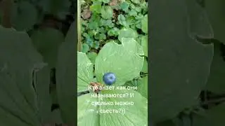 лесные ягоды #природабашкирии, целебные #ядовитыерастения #воронийглаз