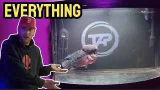How To Setup Flowerhorn Tank | Smart Guide | Everything You Need | #flowerhorn #tanksetup