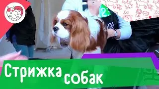 6 правил, как безопасно постричь собаку