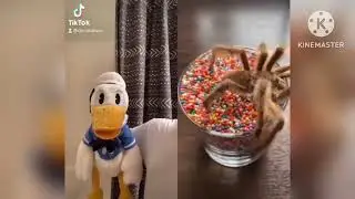 Donald duck recats to satifying tiktoks (DO NOT TO LAUGH CHALLANGE) (fixed parts and added extras)