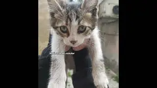konusarak cozulmeyen sorunlar.. #blackpink #edit #itzy #midzy #naberyoutube #ytshorts #keşfet #cat