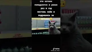 Ты попал на концерт котиков лайк и подписка билет на концерт