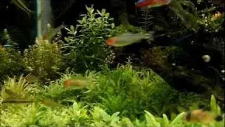 My aquarium in 10.07.2011 by Bitanu