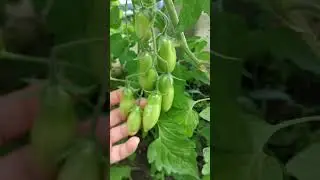 Дача как хобби. Томаты 23.06.2023.