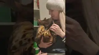 бенгальская