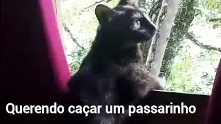 GATINHA QUERENDO CAÇAR UM PÁSSARO MAS A GAROA GELADA IMPEDE SEU ALMOÇO.