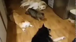 Смешные коты | Приколы про котов | Миссия Выполнима!!!