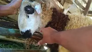 BATAS MINIMAL UMUR DOMBA UNTUK QURBAN DAN AQIQAH - JANGAN SAMPAI SALAH!!
