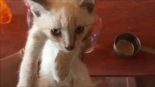 VINAGRE Y AGUA REMEDIO PARA PULGAS
