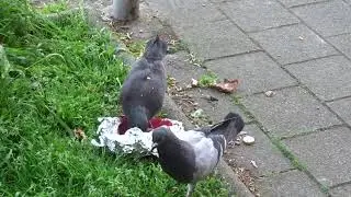 Pigeons carnivores!
