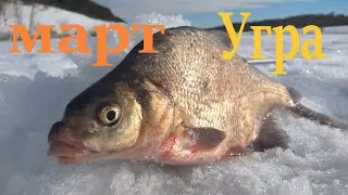 Угра, март. Лещ